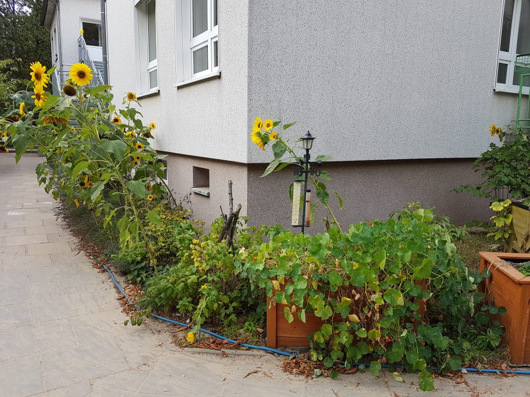 blühende Sonnenblumen an der Hauswand